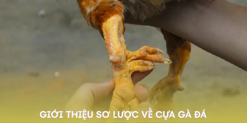 cua-ga-da-dac-diem