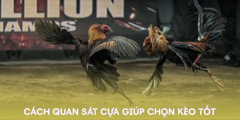 cua-ga-da-kinh-nghiem
