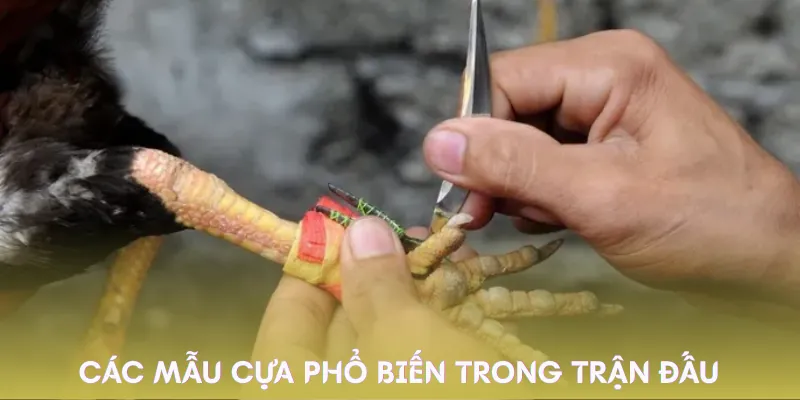 cua-ga-da-loai-cua