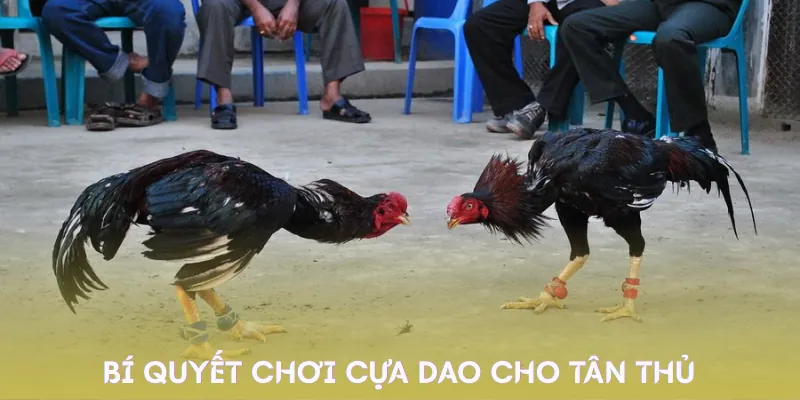 da-ga-cua-dao-meo