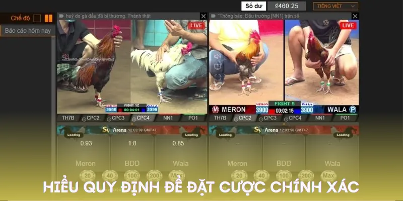 da-ga-cua-dao-quy-dinh