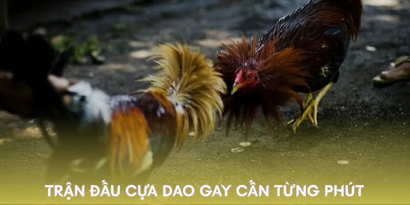 da-ga-cua-dao-uu-diem